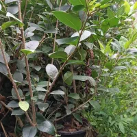 یاس هلندی جهت فروش
