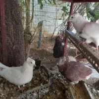 تعدادی کبوتر