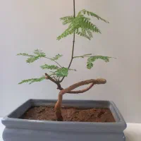 بُنسای ابریشم مصری