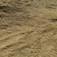 کاه گندم دیمه سرخس