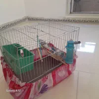 فروش مرغ عشق