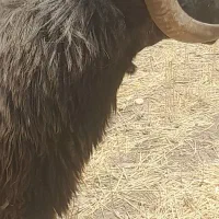 قوچ میش وبره