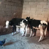 گاو یا گوساله نر وماده