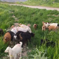 کهره|حیوانات مزرعه|شیراز, حومه شیراز|دیوار