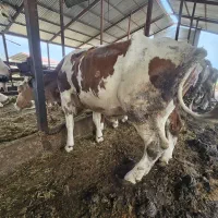گاو سیمنتال ابستن ۳ ماه
