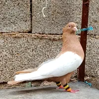 دم سفید