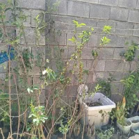 نهال|گل و گیاه طبیعی|ایلام, |دیوار