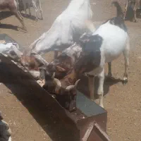 فروش بز پاکستانی با کهره تعدادی بز دورگ سومال