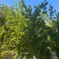 باغ گاوخانه خ جواد الایمه