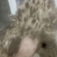 کلاه روسی انتیک