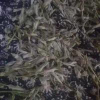 شیر ماست بز