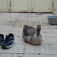 غاز