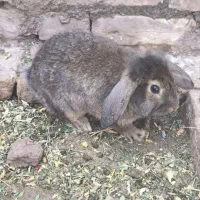 خرگوش لوپ