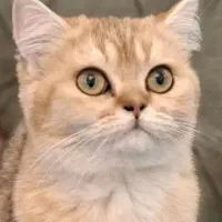 گربه نژاد بیریتیش رنگ گلد