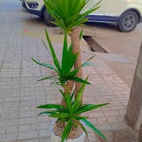 گل وگیاه اگلونمابلک