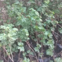 نهال انگور شانی. نارون پیوندی و.