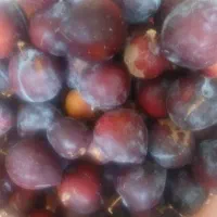 به تعدادی کارگر برای چیدن سیب و انگور و ... لازمم
