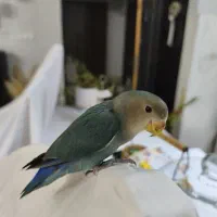 طوطی کوتوله برزیلی