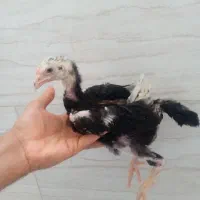 جوجه خروس لاری