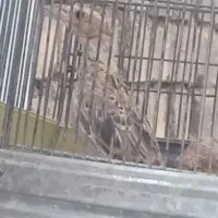 سلام جوجه قناری