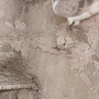 کفتر ساده پاک