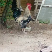 خروس جوان جوان سنگین وزن.۲ ملیون