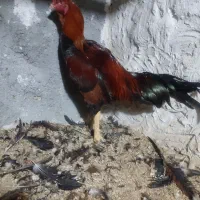 جوجه خروس لاری 7ماهه