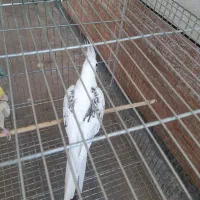طوطی هلندی ماده.