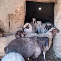 بره نر تاسوعا و عاشورا