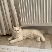 فروش گربه پرشین