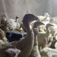 بوقلمون گوشتی