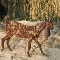 بز اصلی|حیوانات مزرعه|دزفول, |دیوار