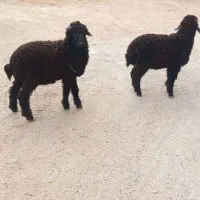 گوسفند نر دو عدد