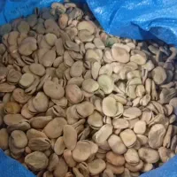 باقالی خشک