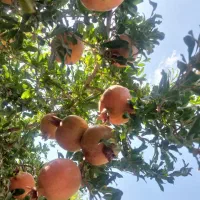 باغ فروشی روستا ابنواقا