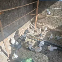 تعدادی کفتر