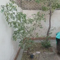 خانه-ویلایی-چهکند