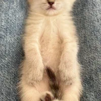 فروش بچه گربه بریتیش