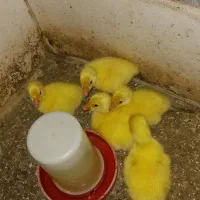 لیندا قوغاز لیندا سفید