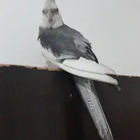 عروس نژاددار