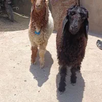 دوعدد بره نر چاق