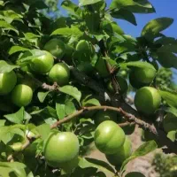 گوجه سبز