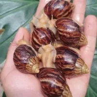 حلزون ایماکولاتا وآلبینو