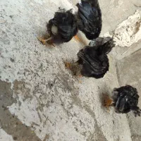 جوجه گلین 3 ماهه