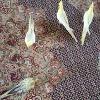 جوجه  عروس هلندی