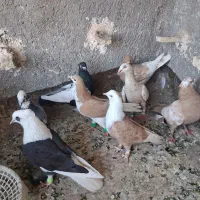 ماده