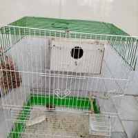 قفس پرنده