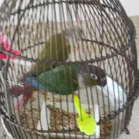 گرینچیک جفت و مرغ مینا