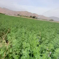 یونجه|خدمات باغبانی و درختکاری|دوگنبدان, |دیوار