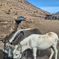 شیرخر شیر الاغ